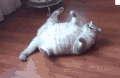 猫咪 喵星人 打滚 搞笑