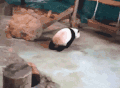 熊猫  可爱   玩耍  打滚