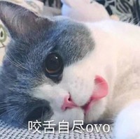 猫咪 可爱 呆萌 斗图 咬舌自尽