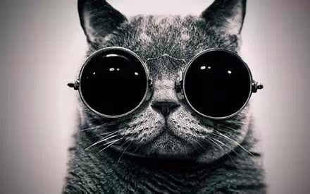 猫咪gif可爱gif严肃gif戴眼镜gif