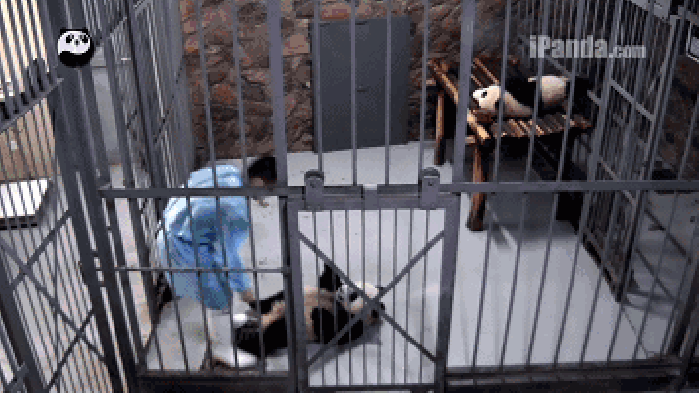 大熊猫 笼子 不想起床 躺下