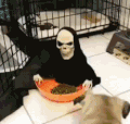 狗狗 面具 骷髅 吓人