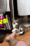 臭脚 猫猫 可爱 难闻