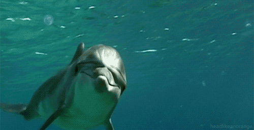 动物 海豚 凶猛 海底世界