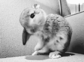 小兔子 毛茸茸 大耳朵 可爱