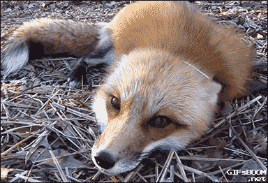 狐狸 动物 张嘴 慵懒