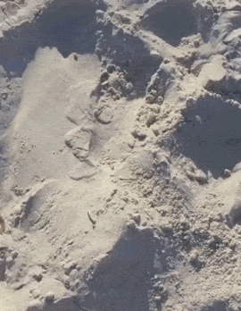 沙子 sand 动物 可爱 海滩 神奇