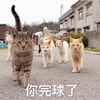 萌宠 喵星人 你玩球了 你完了 呆萌 可爱