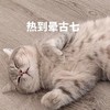 萌宠 猫星人 热到昏古七 难受 呆萌 可爱