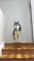 哈士奇 Siberian husky