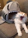 猫咪 喵星人 打哈欠 可爱 萌萌哒