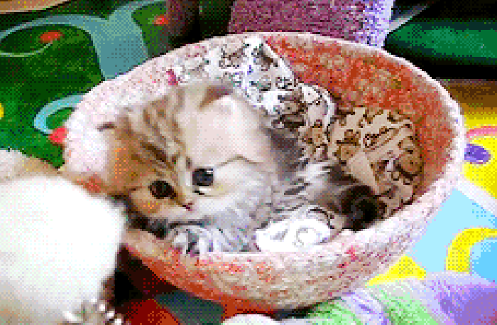 小猫 可爱 卖萌 碗