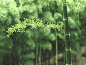 雨滴 清爽 竹子