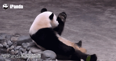 我要吃 举手 大熊猫 可爱 呆萌 国宝 我来我来 我会