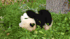 熊猫 panda