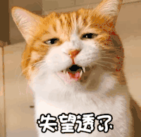萌宠 喵星人 失望透了 难受 委屈 呆萌