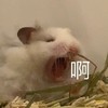萌宠 小老鼠 啊啊啊 尖叫 呆萌 可爱