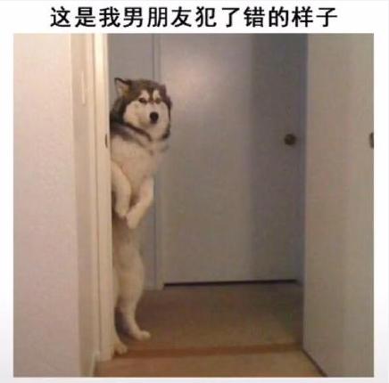 男朋友 汪星人 哈士奇 搞笑 萌宠