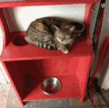 小猫 吐舌头 可爱 毛茸茸