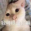萌宠 猫星人 我可以盘你吗 迷惑 搞怪 逗