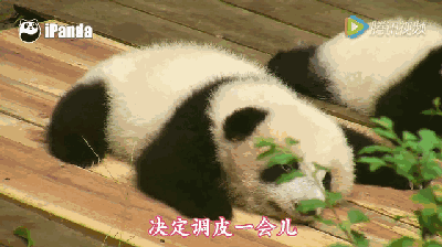 熊猫 可爱 萌萌哒 国宝