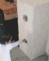 搞笑 喵星人 猫咪 萌宠 猫