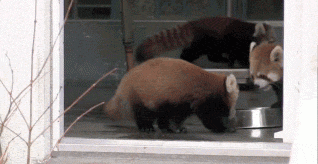 小熊猫 干脆面 小浣熊 吓一跳 萌 red panda