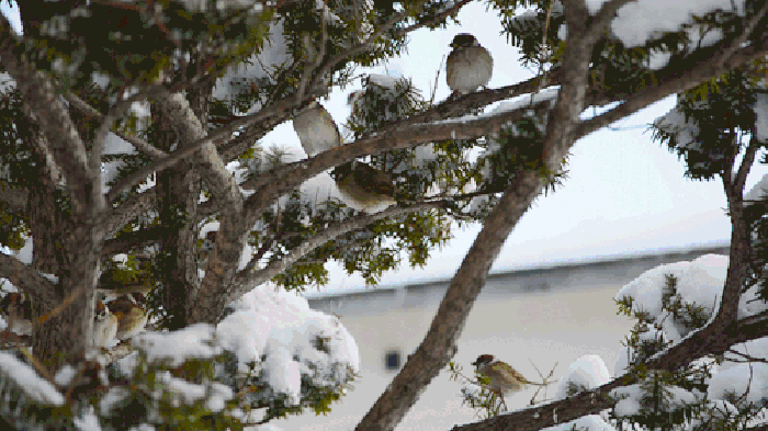 树枝 雪花 小鸟 可爱