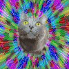 视觉 猫咪 迷幻 怪诞 visual