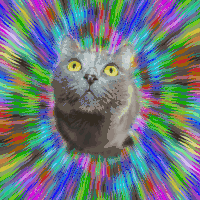 视觉 猫咪 迷幻 怪诞 visual