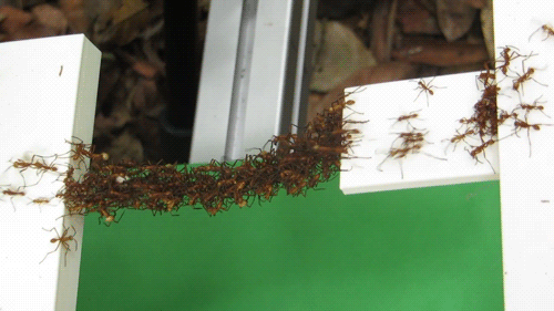 蚂蚁 奔跑 搭桥 动物