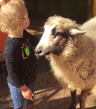 小羊 女孩 好朋友 可爱 和睦相处