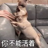 萌宠 汪星人 你不能活着 你去死吧 呆萌 可爱