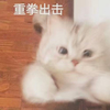 萌宠 猫星人 重拳出击 揍你 可爱 呆萌