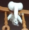 萌宠 猫星人 无依无靠 无奈 呆萌 可爱