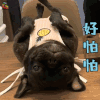萌宠 狗 好怕怕 伤心 soogif soogif出品