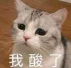 萌宠 猫星人 我酸了 羡慕 呆萌 可爱