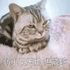 萌宠 猫星人 弱小又无助 但能吃 搞怪 呆萌