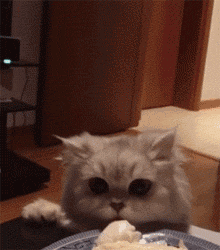 小猫 偷吃 可爱 喵星人