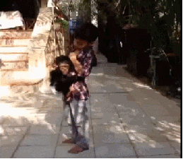 猴子 抱抱 你走开 我也要抱抱