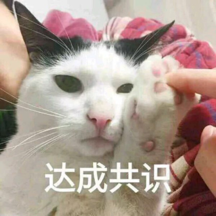 猫咪爪子手指达成共识gif动图_动态图_表情包下载_soo