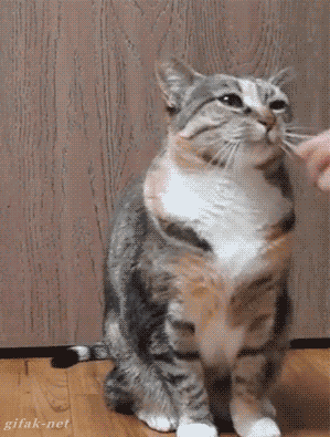 猫咪 握手 乖巧 可爱
