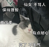 萌宠 猫星人 保持理智 有点耐心 搞怪 可爱