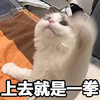 萌宠 猫星人 上去就是一拳 打你 搞怪 逗