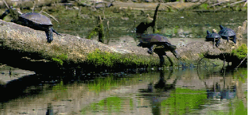 下水 乌龟 动物 多瑙河-欧洲的亚马逊 纪录片