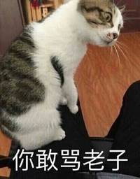 你敢骂老子 猫咪 歪头 不服