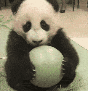熊猫 球球 玩耍 可爱