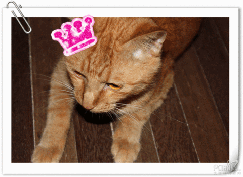 猫咪 肖像 皇冠 搞笑
