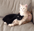喵星人 猫咪 搞笑 可爱