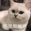 萌宠 猫星人 你是憨憨吧 无奈 呆萌 可爱
